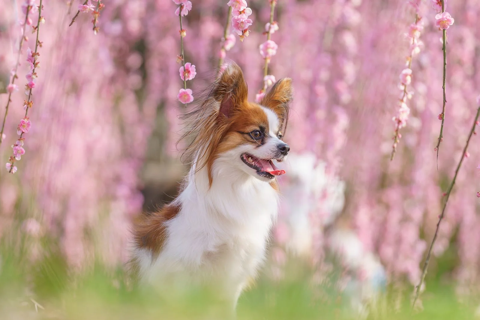 季節のロケーション撮影